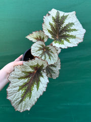Begonia ‘Silver Anniversary’