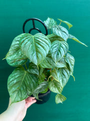 Philodendron sodiroi