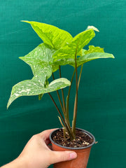 Syngonium 'Panda'