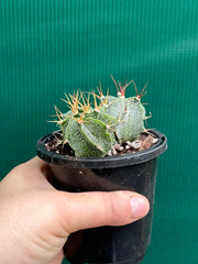 Astrophytum