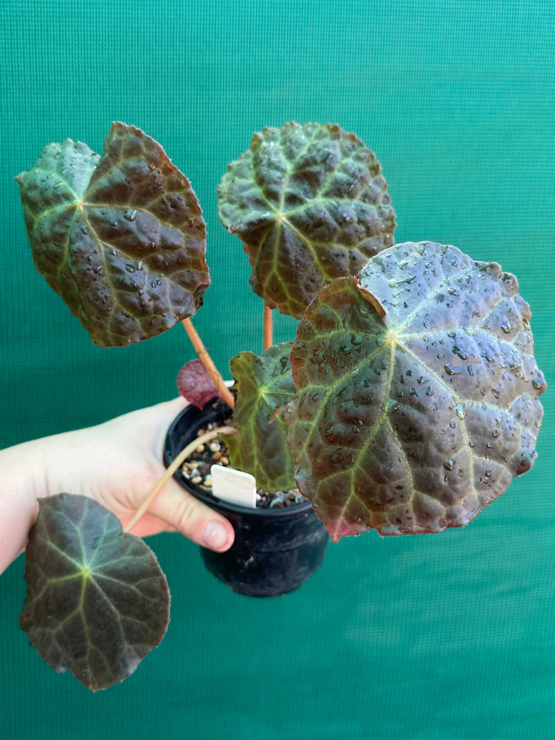 Begonia mumtaz