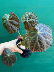 Begonia mumtaz