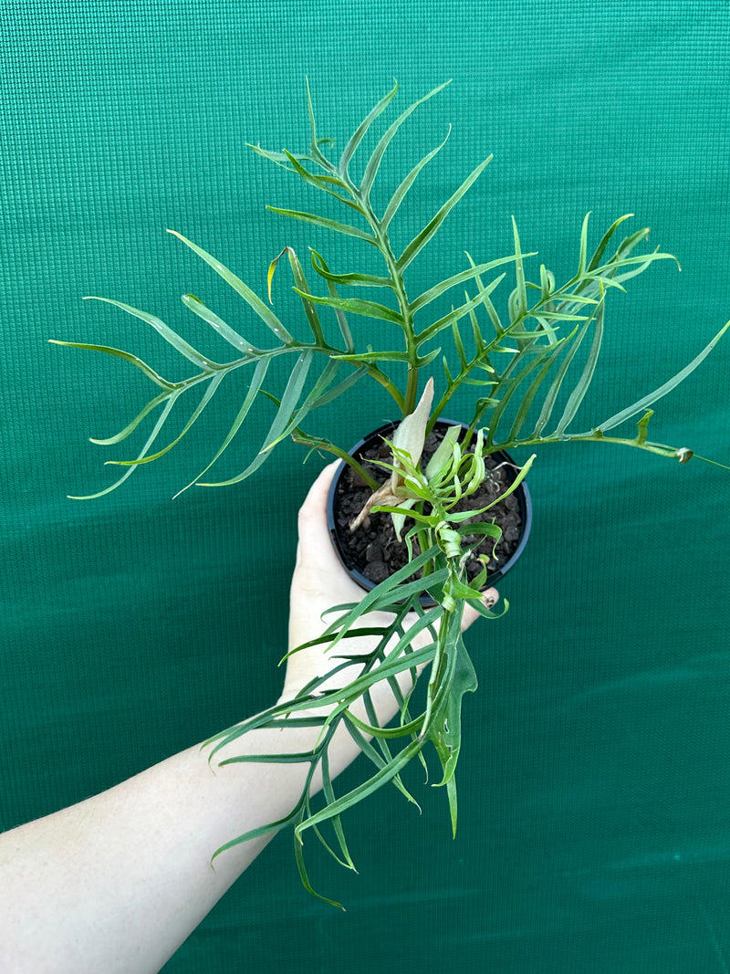 Philodendron ‘Tortum’