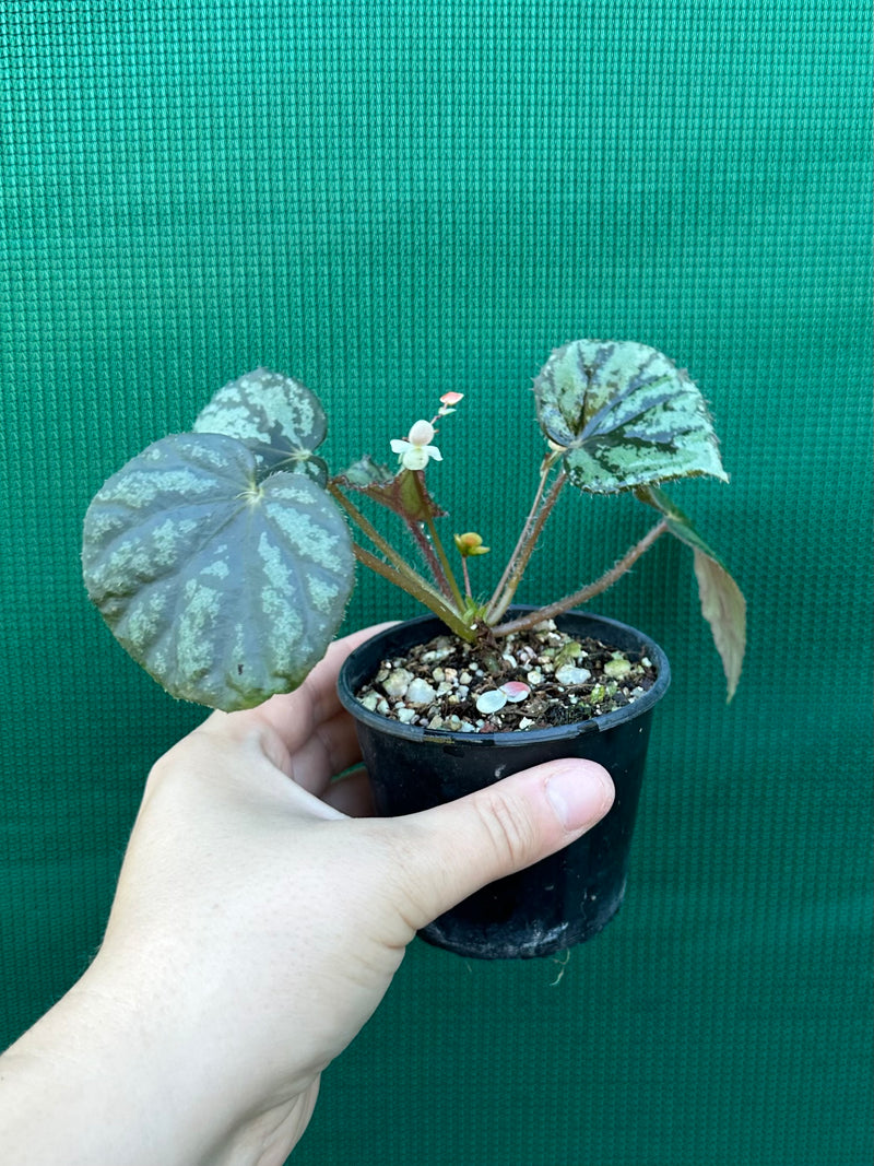 begonia nigritarium