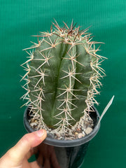Melocactus Zehntneri NEW