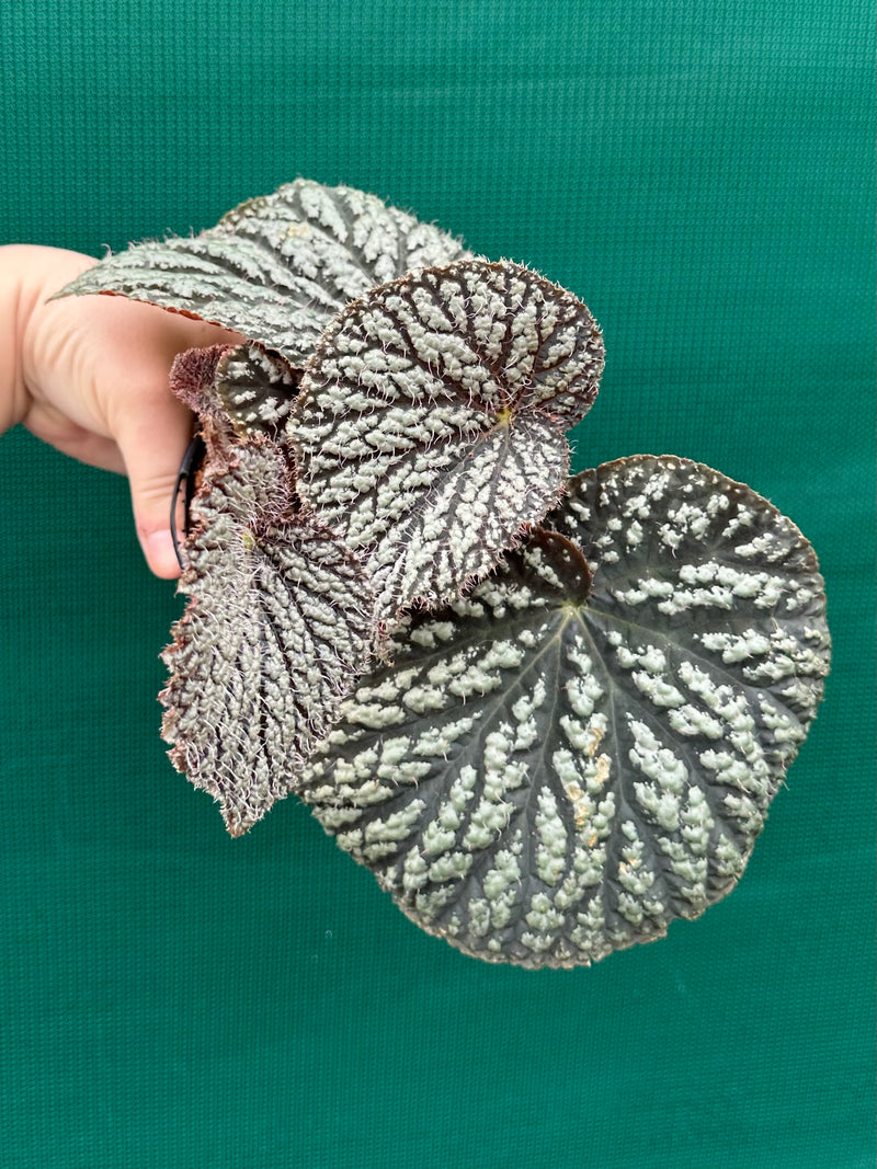 Begonia ‘Sri Lankan Beauty’