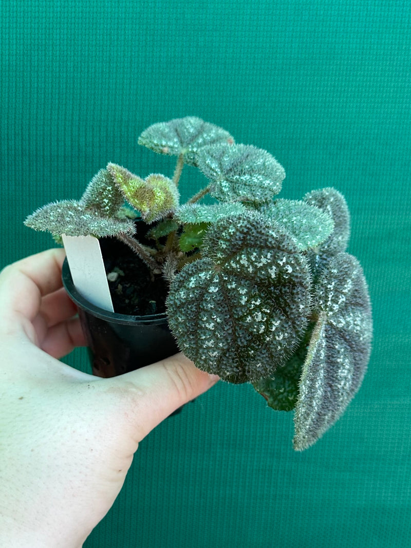 Begonia kui