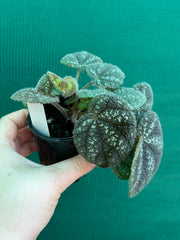 Begonia kui