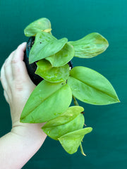 Schindapsus Treubii Moonlight