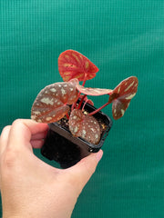 Begonia balansana