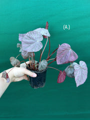 Begonia ‘Harmony’s Stormy Sunset’ NEW
