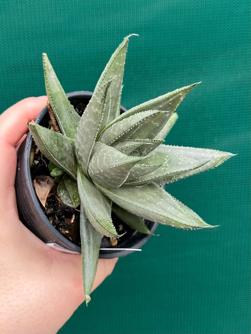 Gasteraloe ‘Gray Ghost’