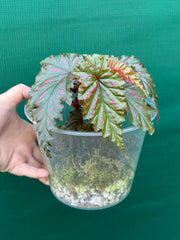 Begonia serratipetala NEW
