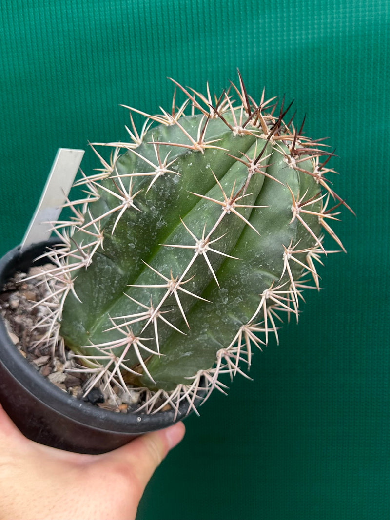 Melocactus Zehntneri NEW