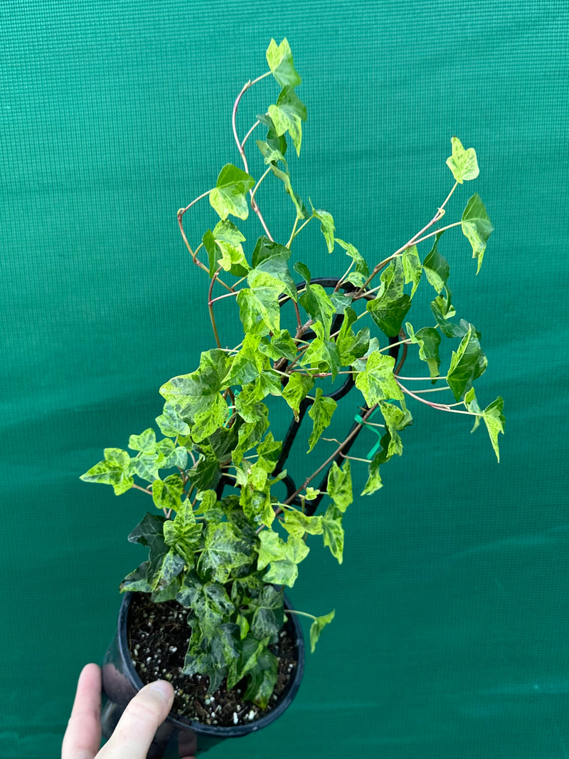 Hedera Ivy ‘Stardust’
