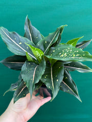 Aglaonema ‘Pink Dalmation’