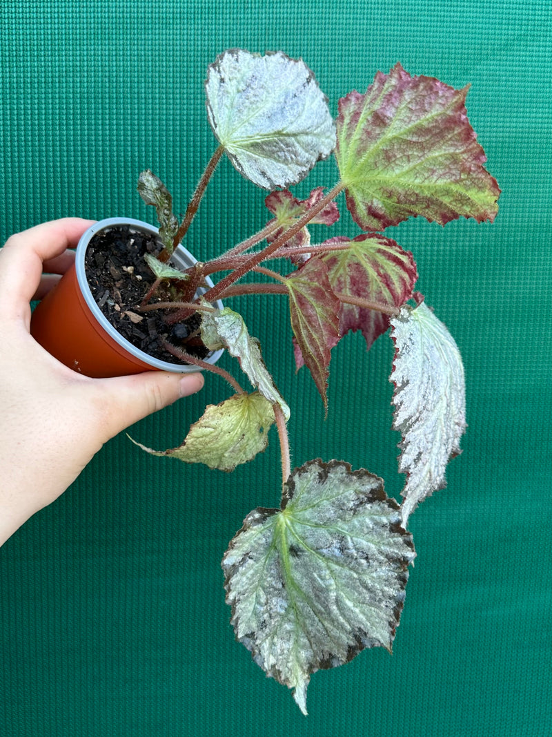 Begonia ‘Blanche’