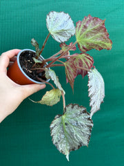 Begonia ‘Blanche’