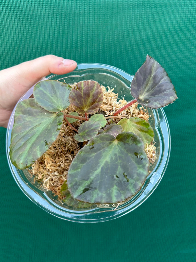 Begonia tagbanua variegated