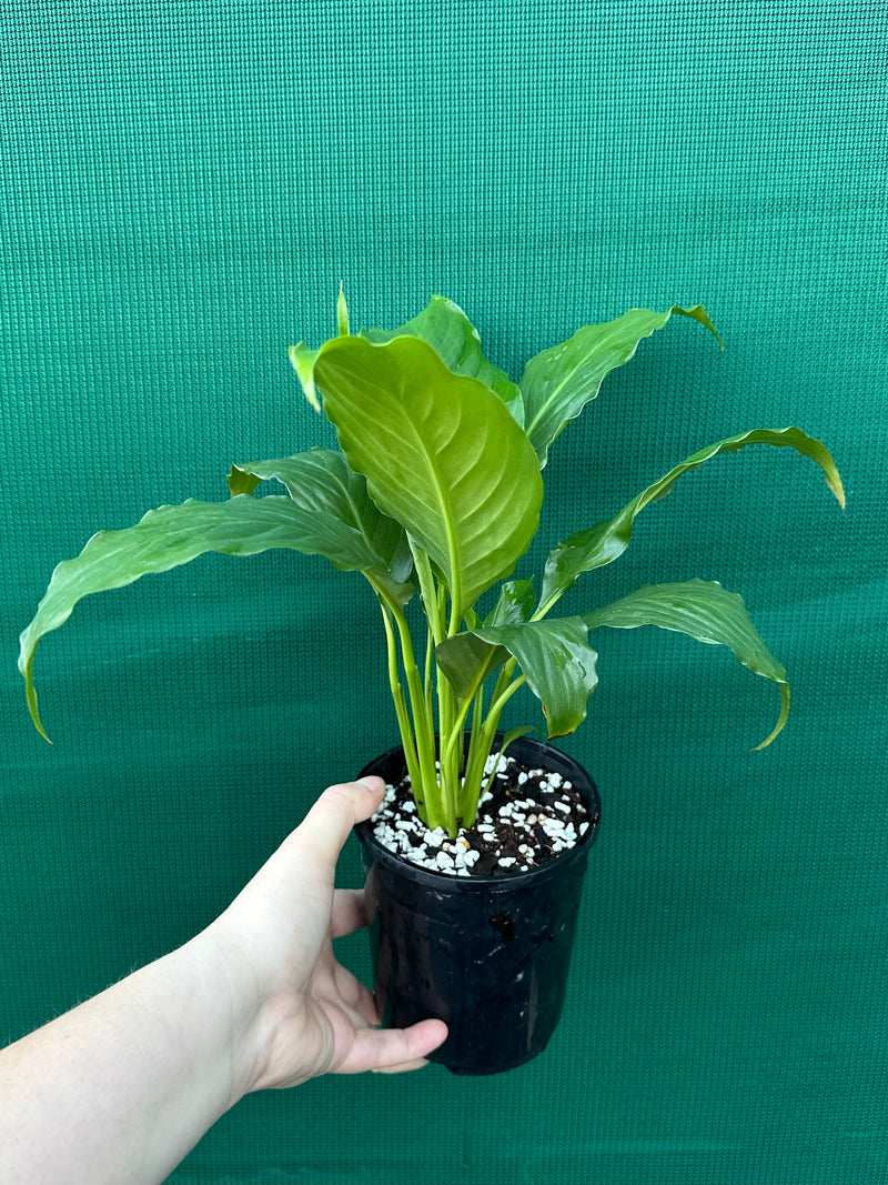 Spathiphyllum ‘Peace Lily Mojo’