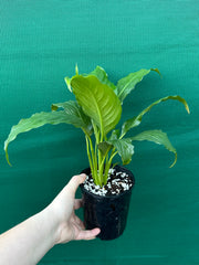 Spathiphyllum ‘Peace Lily Mojo’
