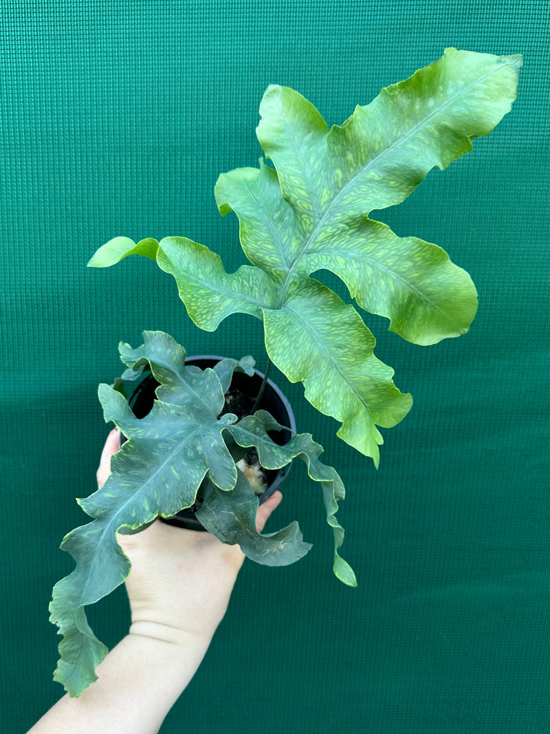 Phlebodium Aureum ‘Crisped Blue Fern’