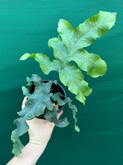 Phlebodium Aureum ‘Crisped Blue Fern’