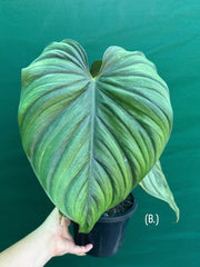 Philodendron sp Colombia NEW