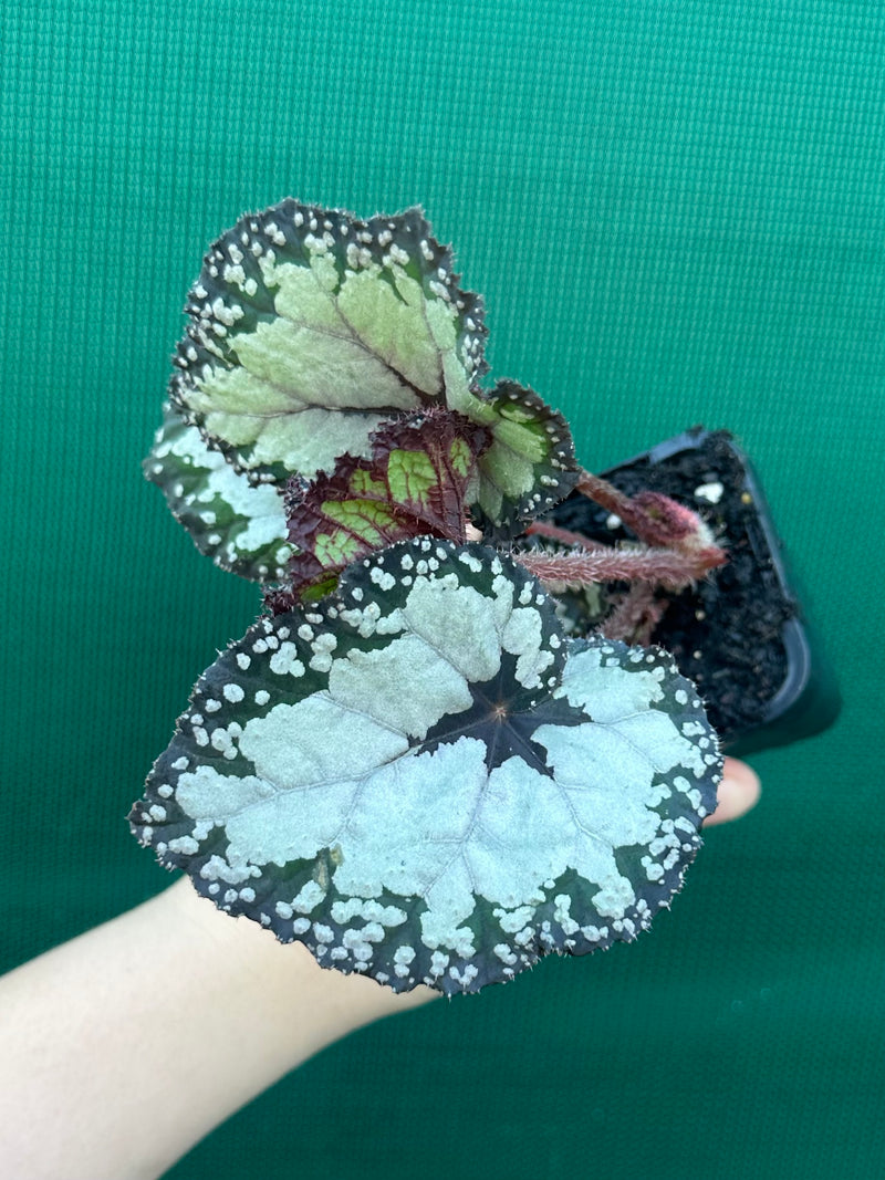 Begonia ‘Dolce Vita’ NEW