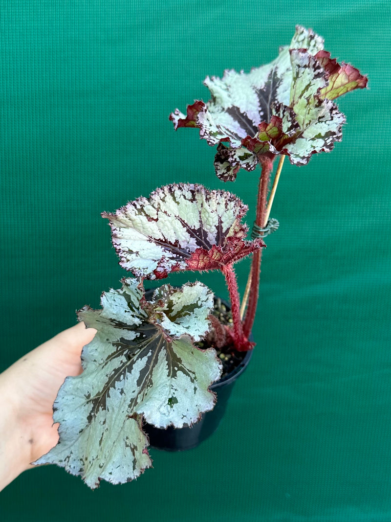 Begonia NOID 70