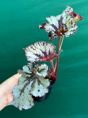 Begonia NOID 70