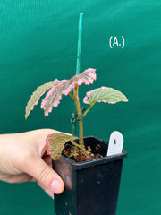 Begonia fulvovillosa (U012) NEW