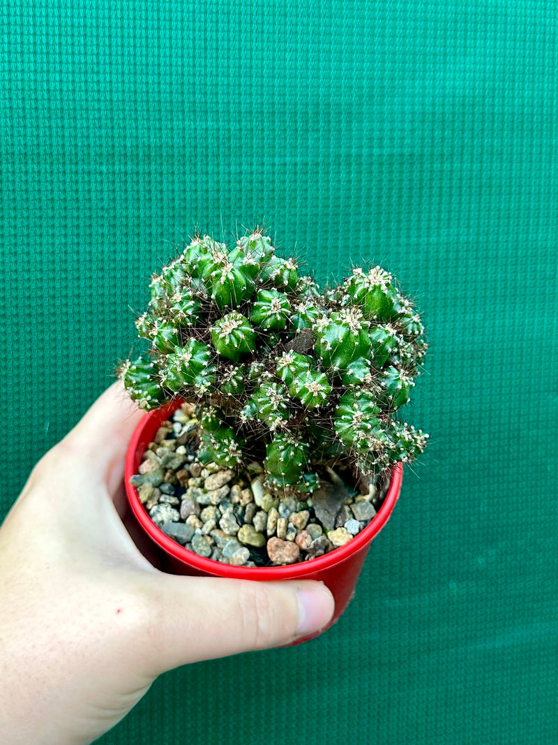 Cereus monstrose