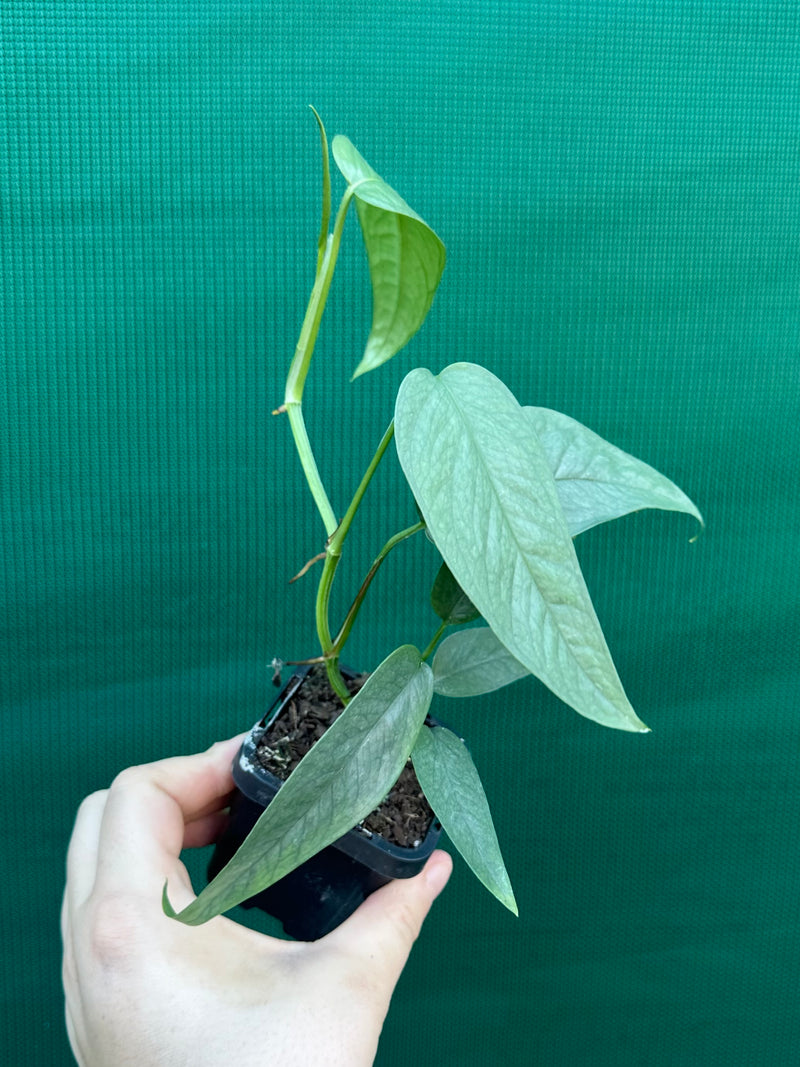 Epipremnum Pinnatum Cebu Blue