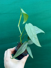 Epipremnum Pinnatum Cebu Blue