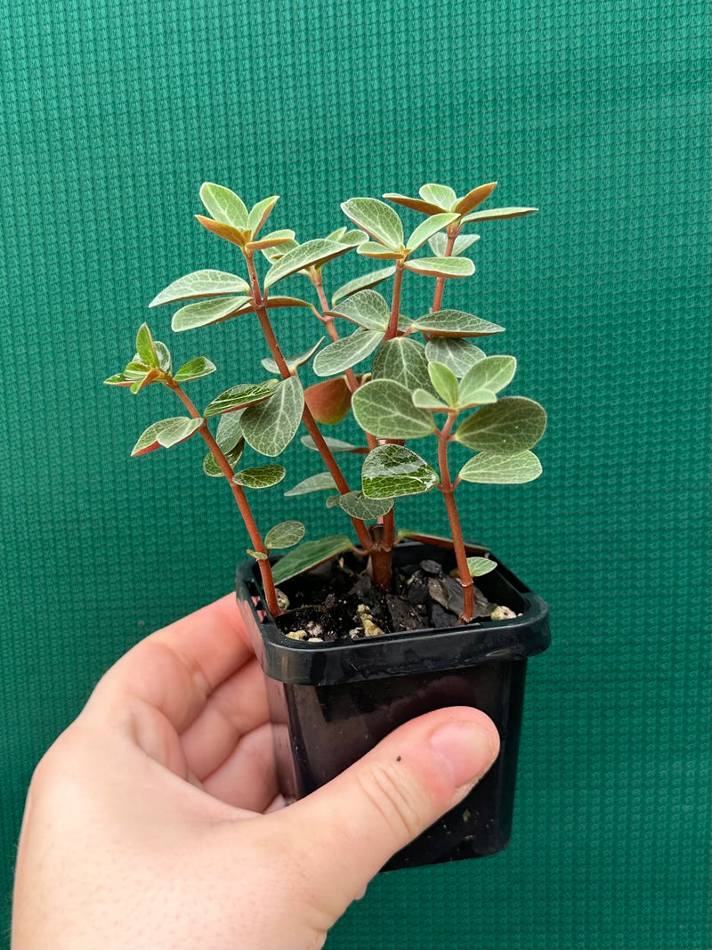 Peperomia verticillata