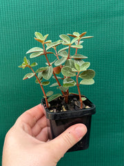 Peperomia verticillata