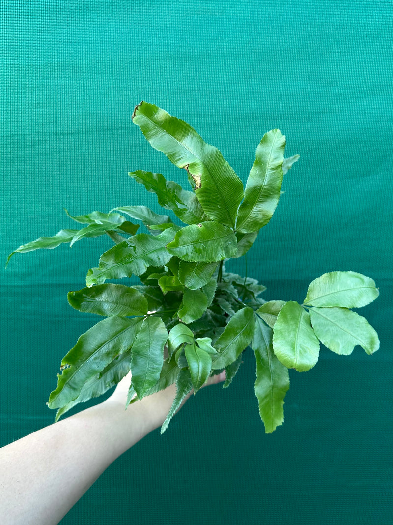 Pteris Fern Unknown 5