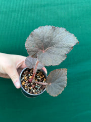 Begonia U485