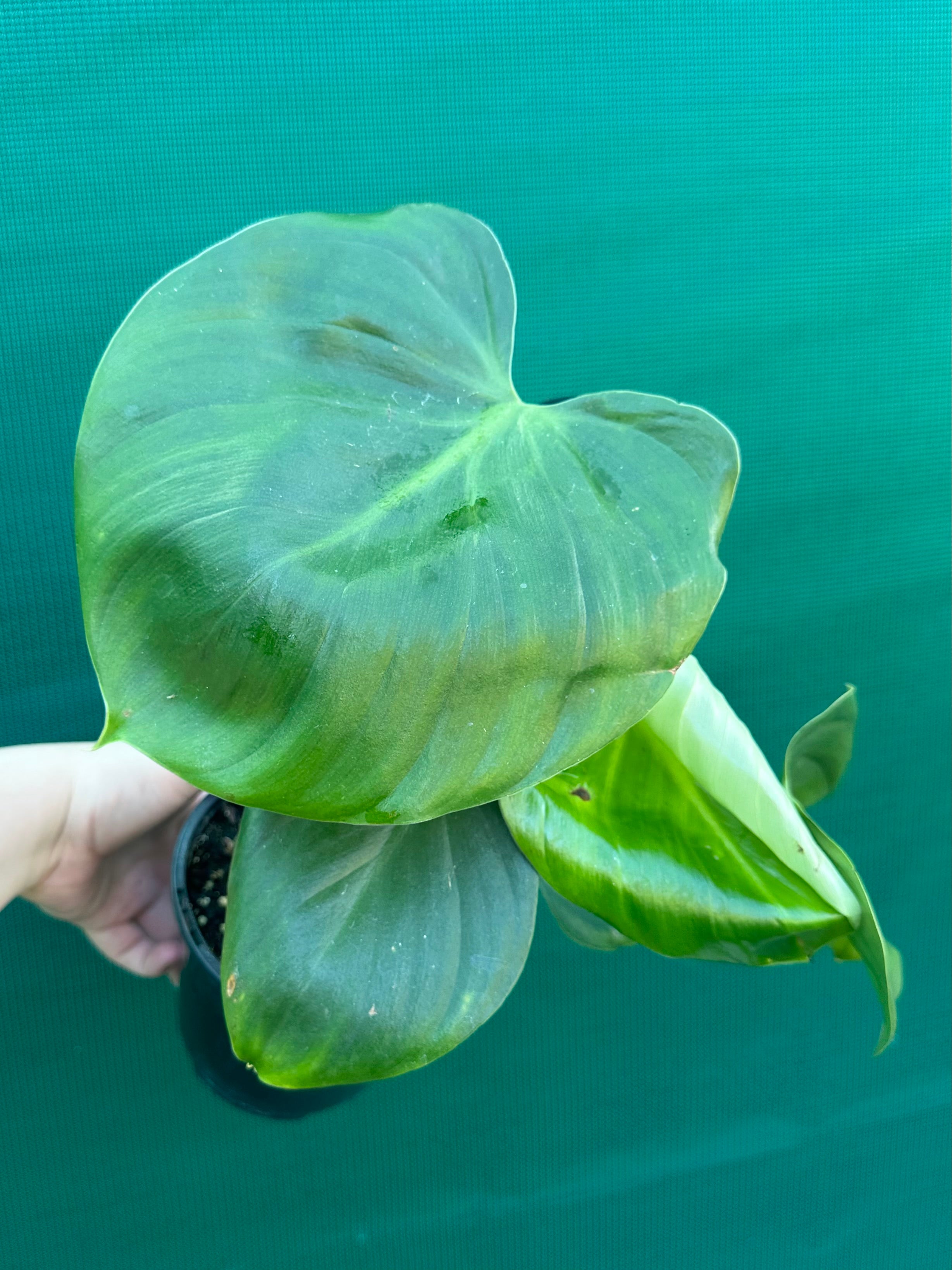 philodendron australia Philodendron grazieiae