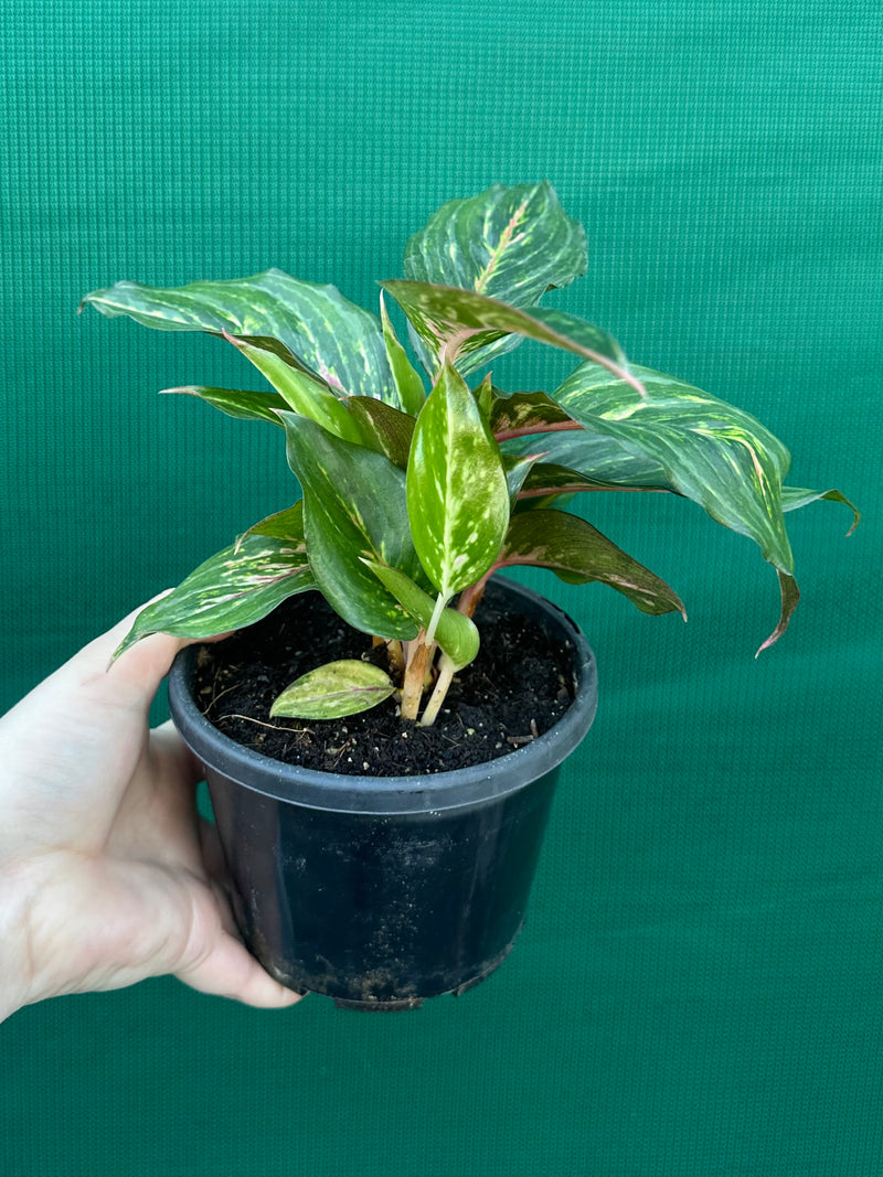 Aglaonema ‘Ammaj Jareon’ NEW