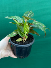 Aglaonema ‘Ammaj Jareon’ NEW