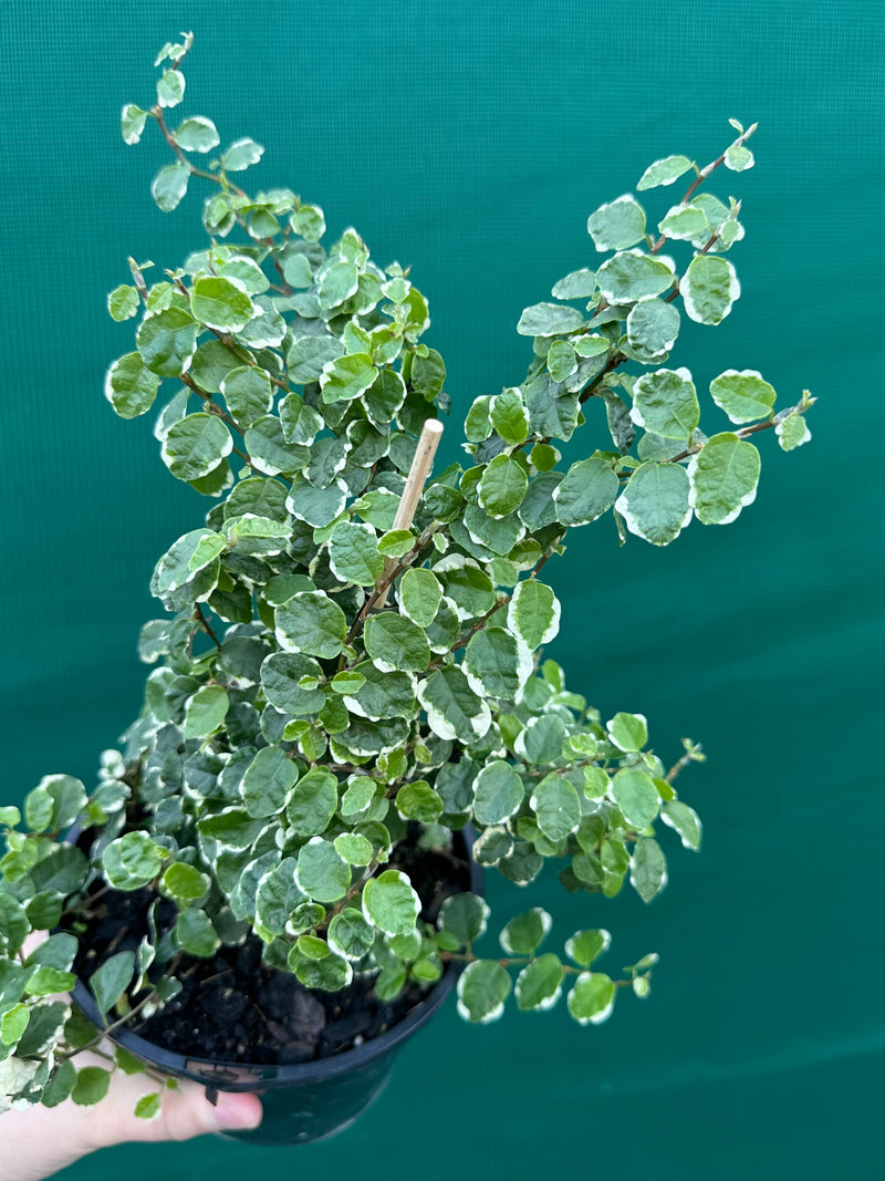 Ficus ‘Pumila Variegata’