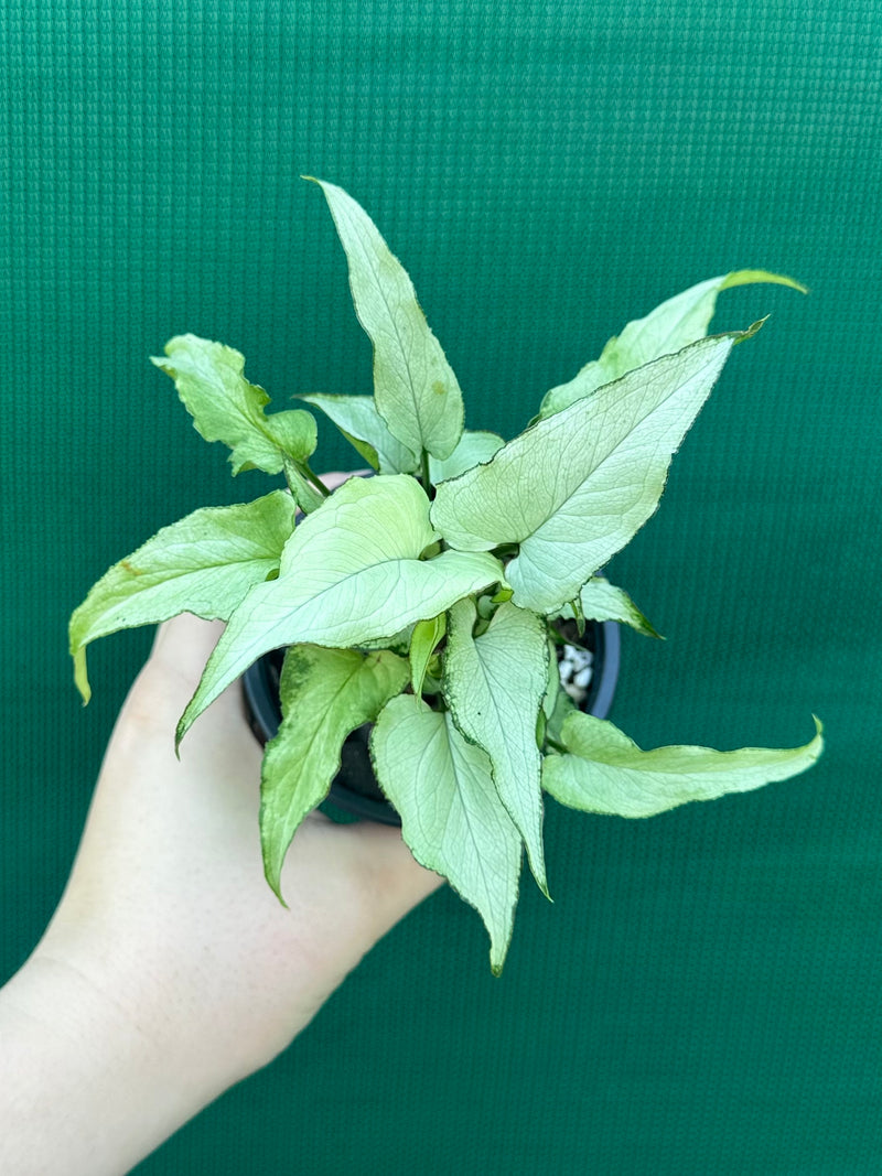 Syngonium ‘Silver Fox’ NEW