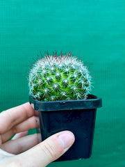 Mammillaria zeilmaniana
