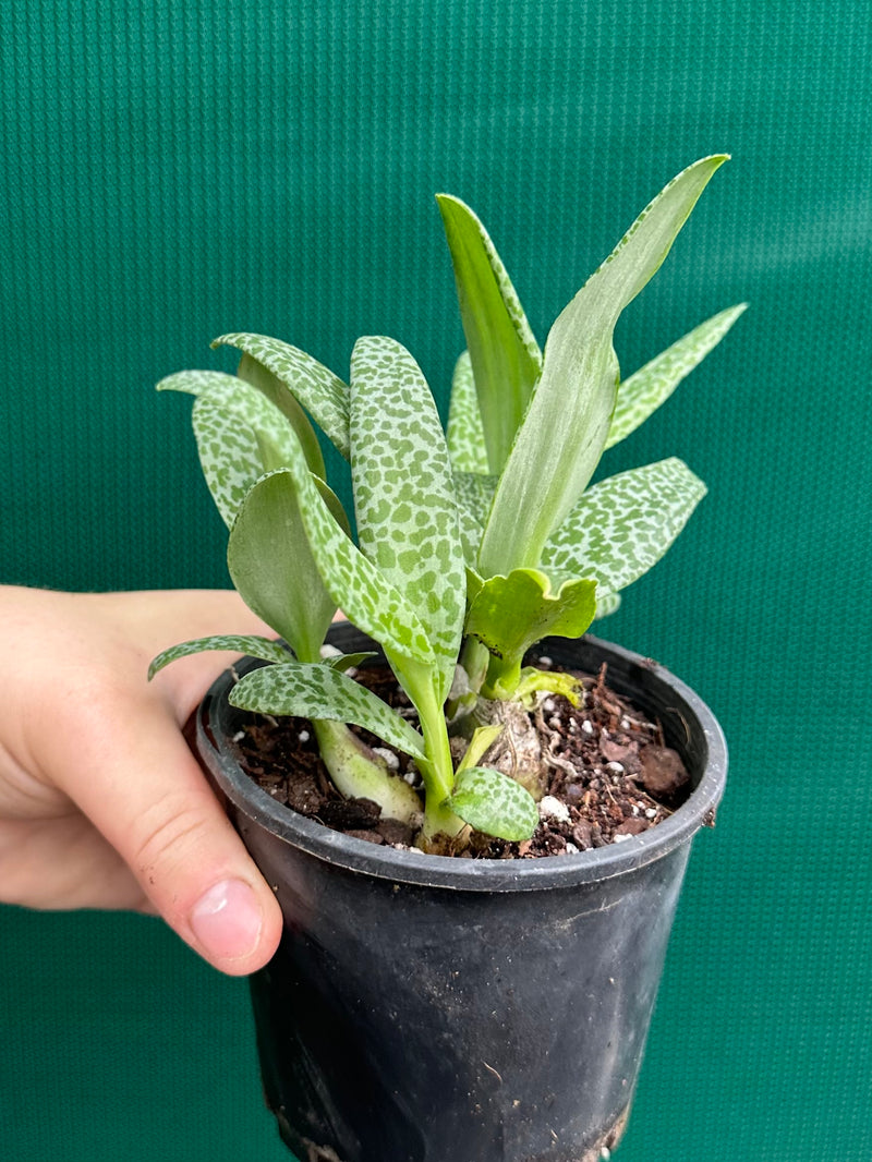 Ledebouria Paricifolia ‘Scilly’ (Cape Lilly)