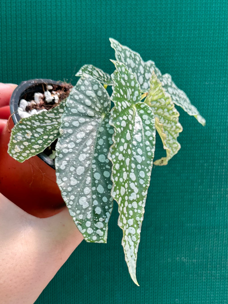 Begonia ‘White Ice’