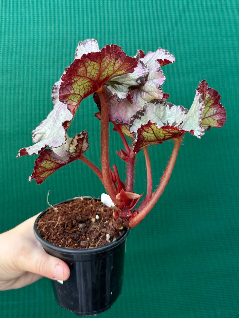 Begonia NOID 14