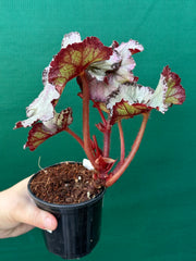Begonia NOID 14