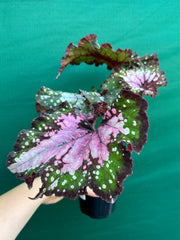 Begonia ‘Wild Fire’